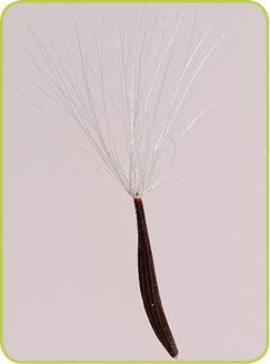 NARROWLEAF HAWKSBEARD