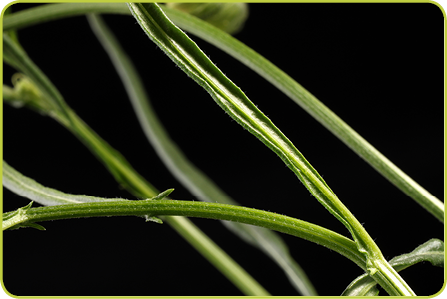 NARROWLEAF HAWKSBEARD
