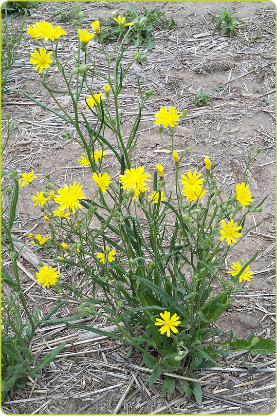 NARROWLEAF HAWKSBEARD