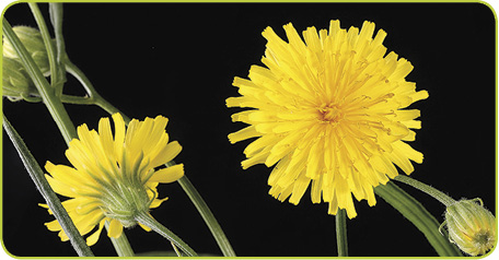 NARROWLEAF HAWKSBEARD