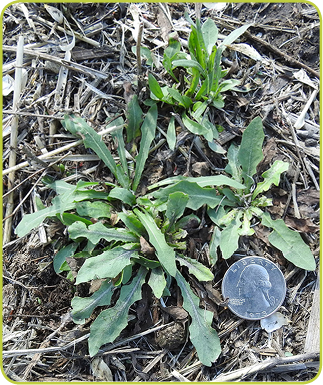 NARROWLEAF HAWKSBEARD
