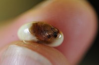 Figure 36. Anthracnose on bean