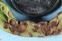 Figure 35. Anthracnose on pod
