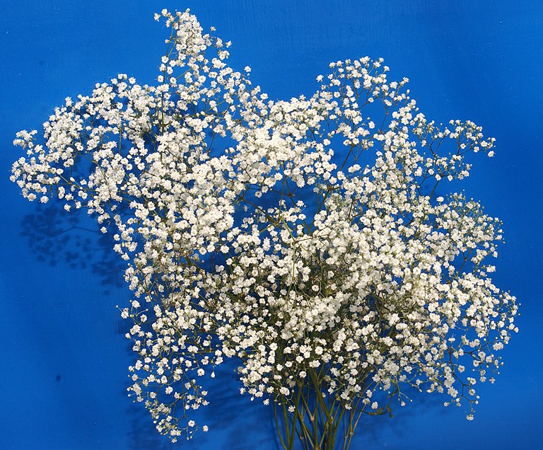 Baby's Breath