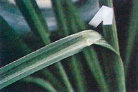 Barnyardgrass