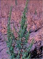 Figure 6. Biennial wormwood, adult