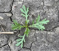 Figure 5. Biennial wormwood, seedling