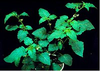 Figure 7. Black nightshade 