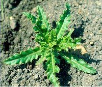 Figure 8. Canada thistle