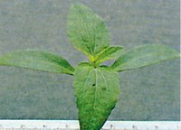 Figure 9. Cocklebur 