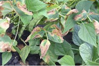 Figure 38. Common bacterial blight