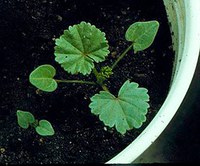 Figure 10. Common mallow