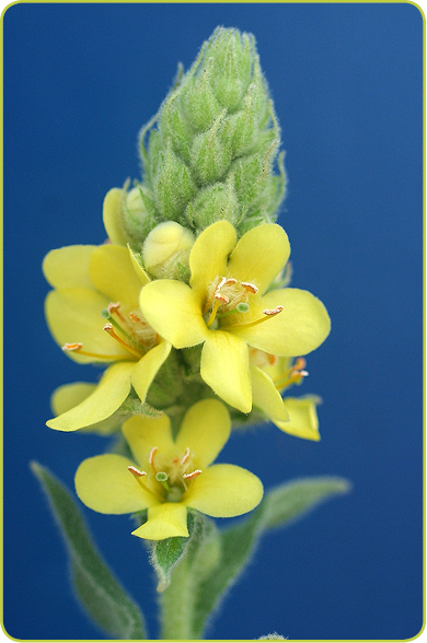 Common Mullein