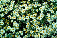 Figure 14. False chamomile, flowers