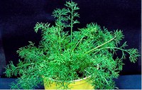 Figure 13. False chamomile, adult