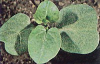 Figure 12. Field bindweed