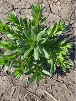 Figure 15. Field pennycress