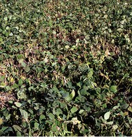 Figure 46. Field with Sclerotinia