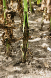 FIGURE 2 – Infected stalk splitting longitudinally