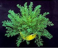 Figure 16. Flixweed 