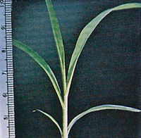 Figure 17. Green foxtail