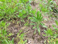 Figure 19. Horseweed, bolting