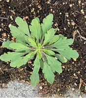Figure 18. Horseweed, rosette