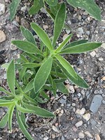 Figure 20. Kochia
