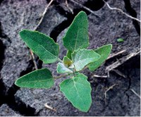 Figure 21. Lambsquarters