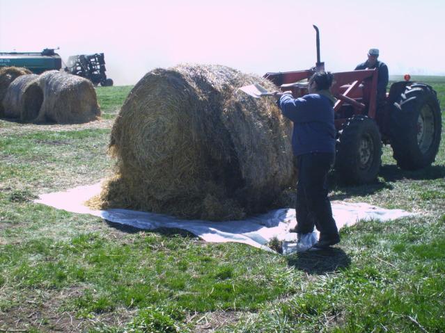Figure 3. This is a step-by-step look at the composting pile construction procedure:  breaking up a round straw bale
