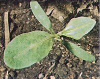 Figure 23. Pennsylvania smartweed 