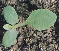 Figure 24. Perennial sowthistle