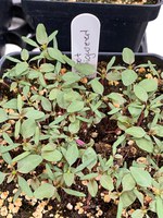 Figure 25. Redroot pigweed