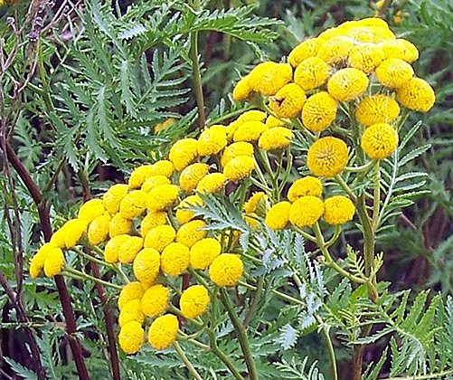 Common Tansy