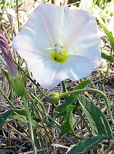 FIELD BINDWEED