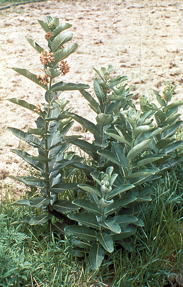 Common milkweed