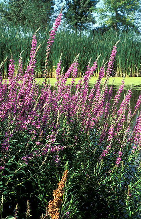 PURPLE LOOSESTRIFE