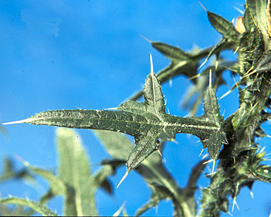 BULL THISTLE