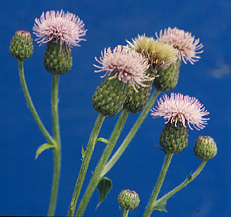 CANADA THISTLE