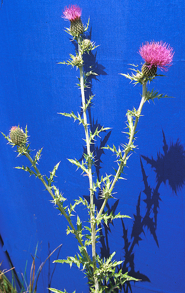 FLODMAN THISTLE