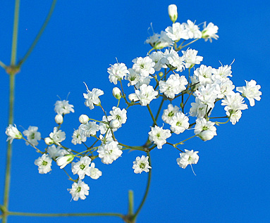 Baby's Breath