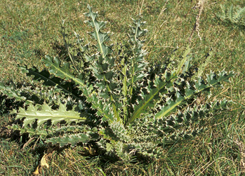 MUSK THISTLE