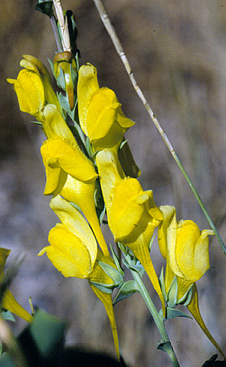 Dalmatian toadflax