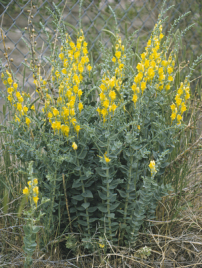 Dalmatian toadflax
