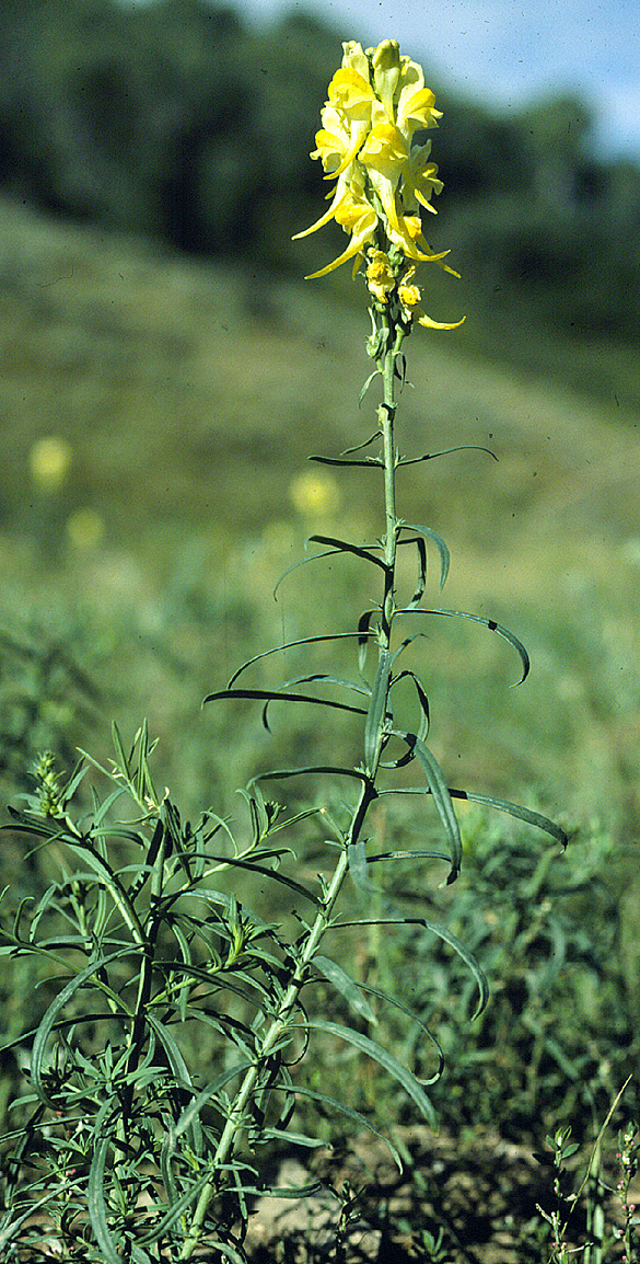 Yellow toadflax