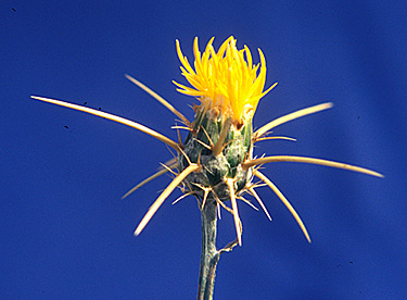 YELLOW STARTHISTLE