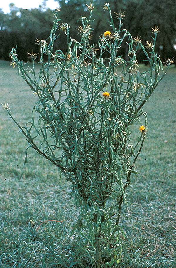 YELLOW STARTHISTLE