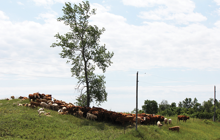 cattle congregating under shade
