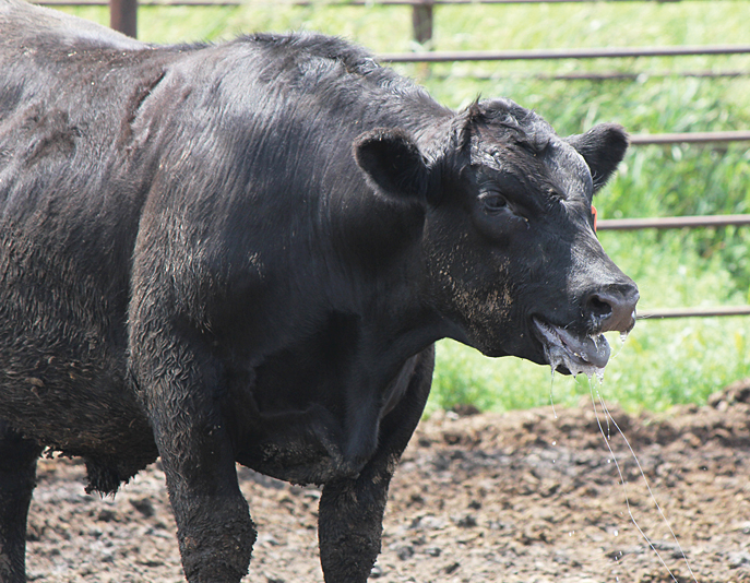 a steer pants in the heat
