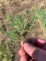 Figure 27. Russian thistle